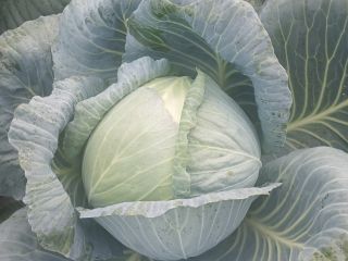 Hello. I will sell white cabbage, varieties of ambrosia,