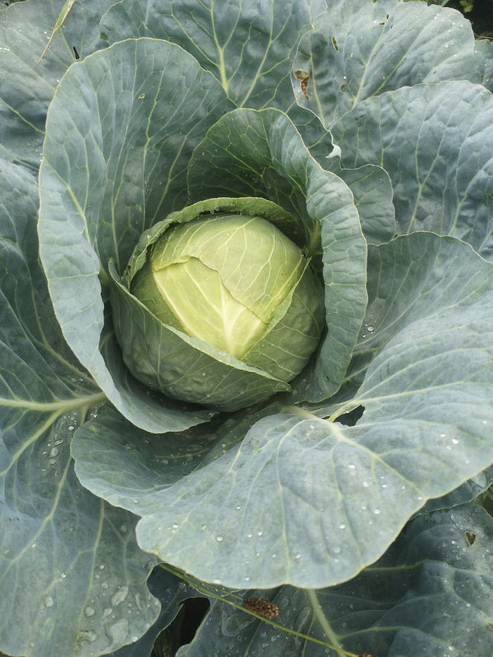 • Cavolo cappuccio da crauti • Tipo bio 170F Brassica Cecile