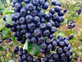 I will sell hand-picked organic natural aronia, minimum 100