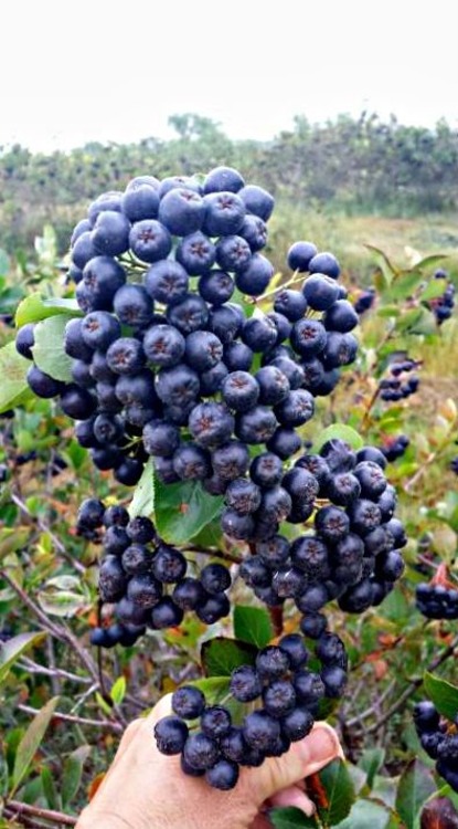 I will sell hand-picked organic natural aronia, minimum 100 kg, 2 PLN per kg