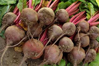 I will sell red beetroot, round wodan and longitudinal Alto