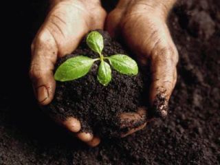 Feel free to contract agricultural seeds: rye, fescue, timothy,