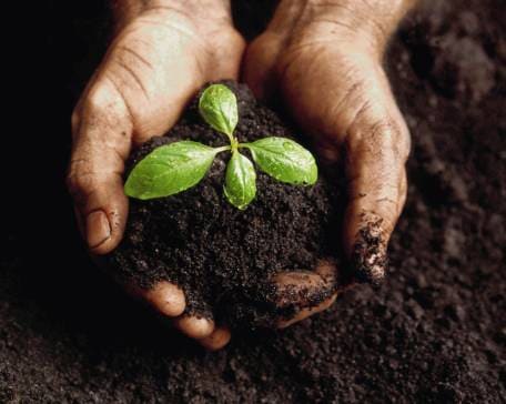 Feel free to contract agricultural seeds: rye, fescue, timothy, mint, festulolium, red clover, mustard, oilseed radish, turnips, vetch, peas, lupins, etc