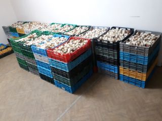 I will sell mushrooms: porcini mushrooms, chanterelles, bay boletes
