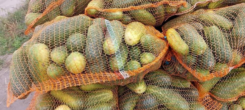 I will sell large amounts of cucumber up to 16 cm and curves