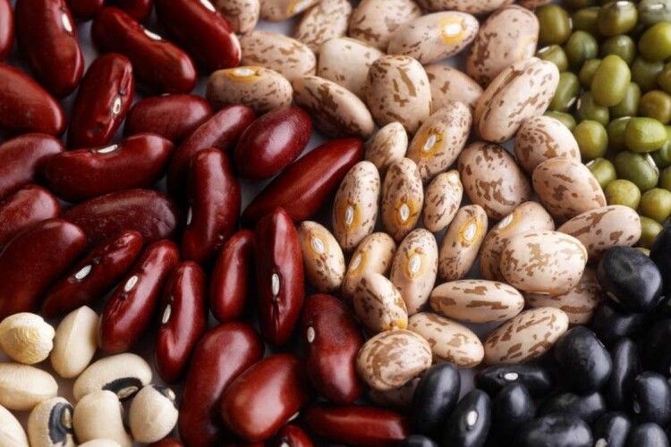 Beans from the fields of Ukraine, new harvest, wholesale