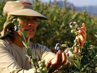 We put at your disposal Peruvian blueberries for export