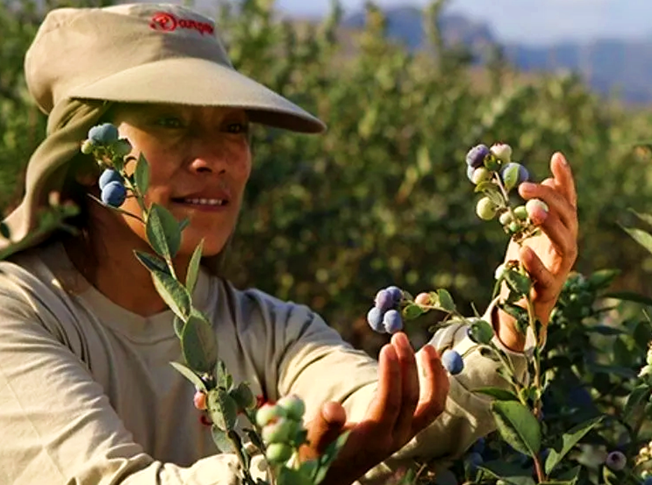 We put at your disposal Peruvian blueberries for export of the biloxi and ventura types, according to technical parameters of destination such as the USA