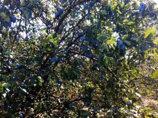 I am selling prunes of the Stanley variety with