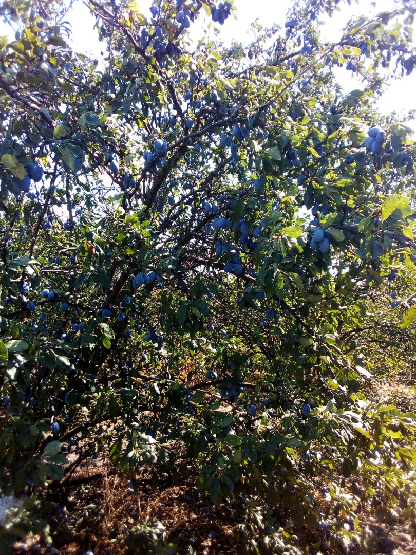 I am selling prunes of the Stanley variety with excellent quality