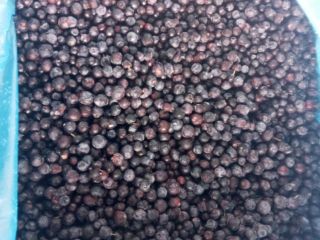 Forest blueberry for sale from Ukraine. Only TIR Quantities.