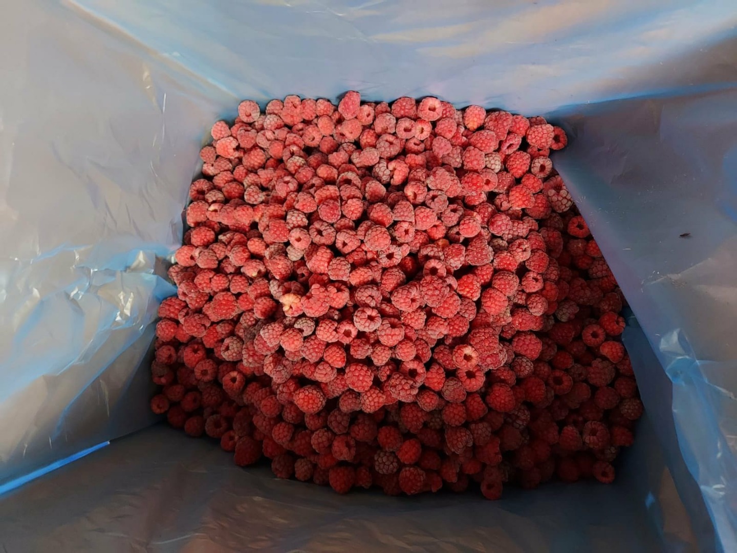 I will sell a frozen raspberry 95/5 from Belarus