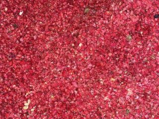 I will sell bites from Ukraine. Only TIR Quantities.