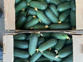 I will sell greenhouse cucumbers with spikes from Belarus.