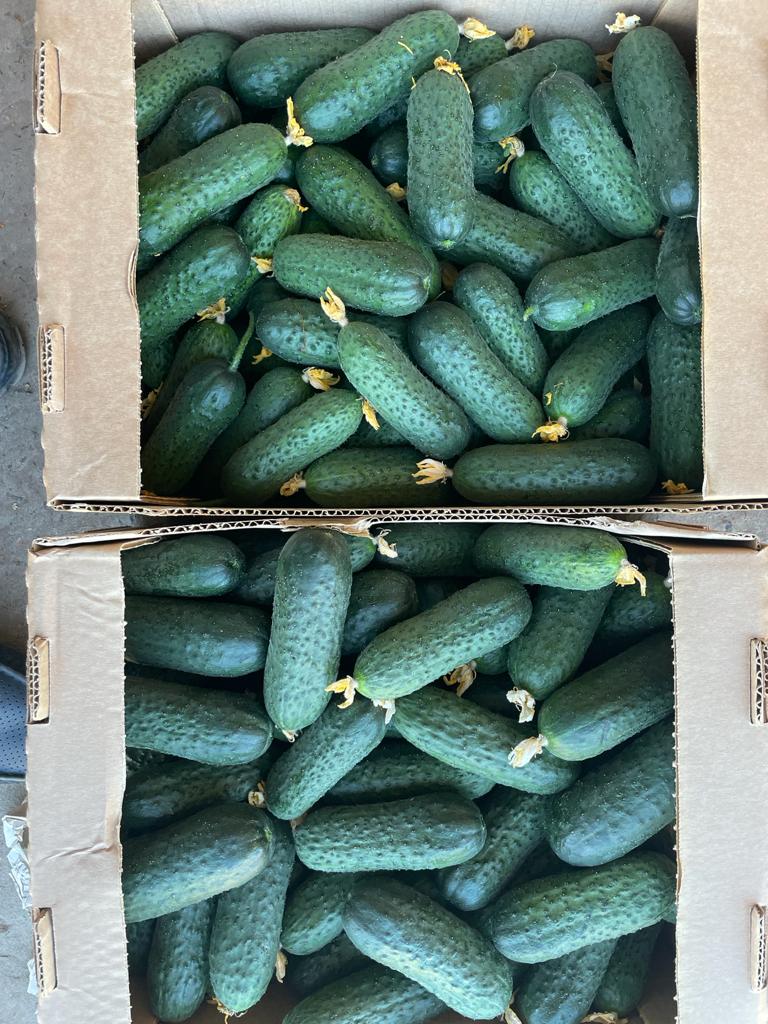 I will sell greenhouse cucumbers with spikes from Belarus