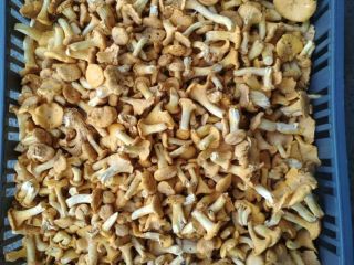 Fresh chanterelle for sale from Belarus. Only TIR Quantities.