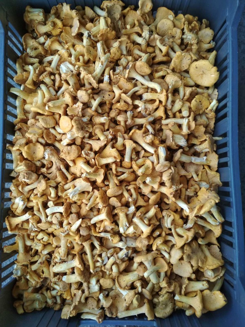 Fresh chanterelle for sale from Belarus