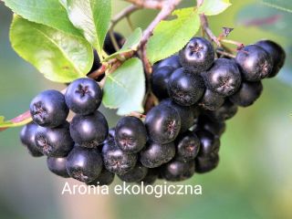 The family-run organic farm in the Lublin region sells