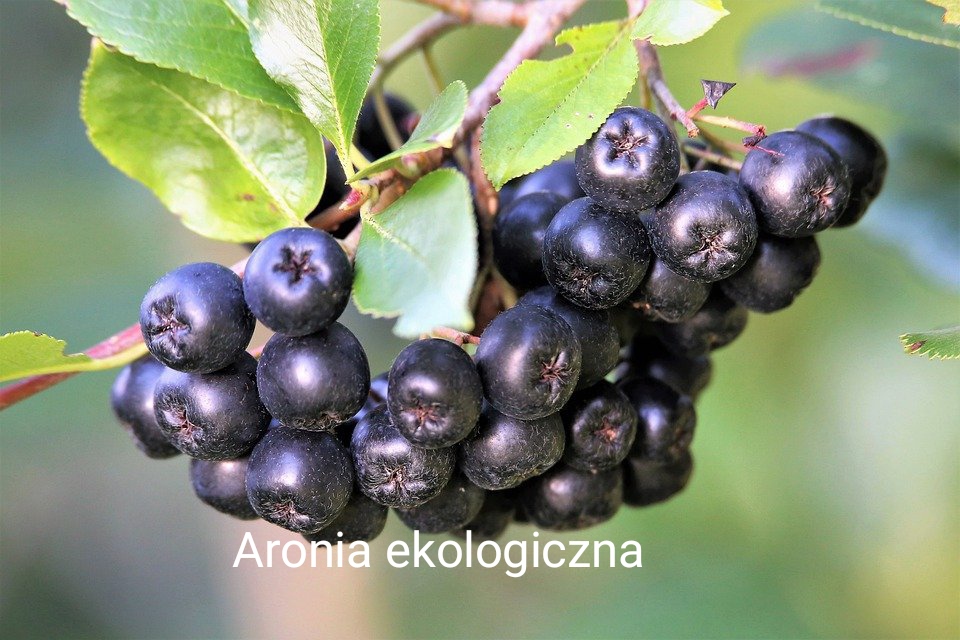 The family-run organic farm in the Lublin region sells the following products: red currant, black chokeberry and raspberry