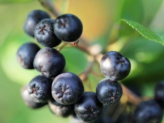 Aronia for sale. Hand torn off. Not artificially fertilized.