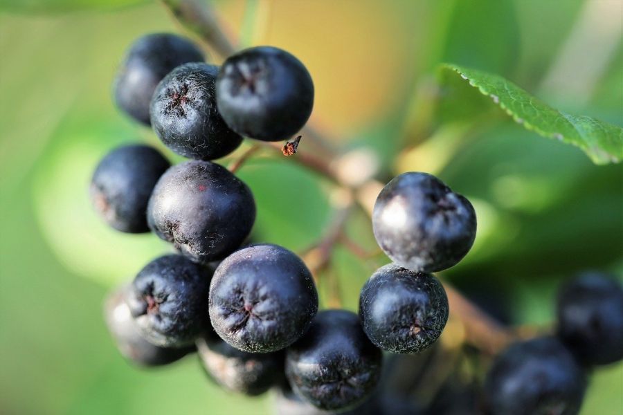 Aronia for sale