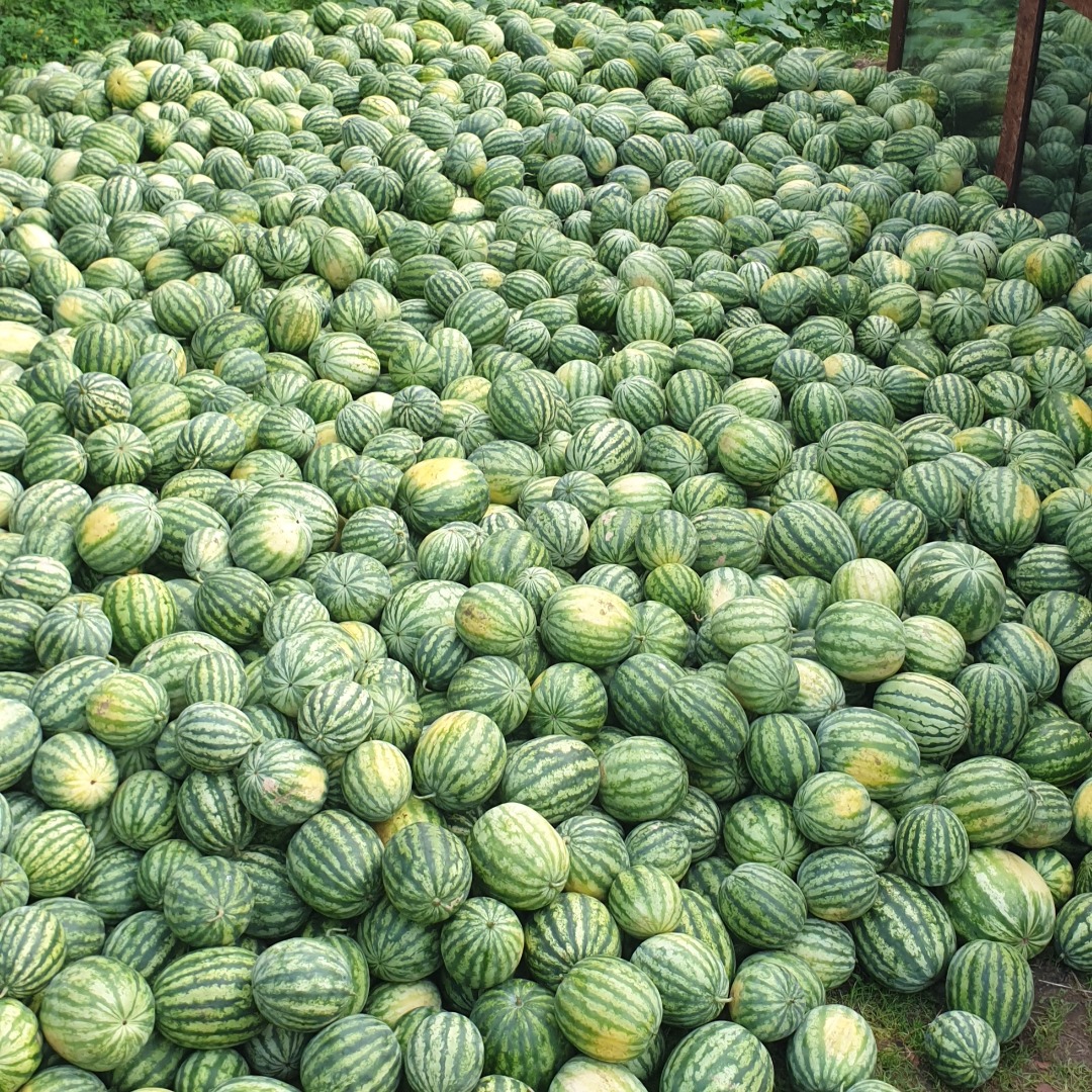 Crimson is beautifully colored, juicy and sweet, grown on natural fertilizers