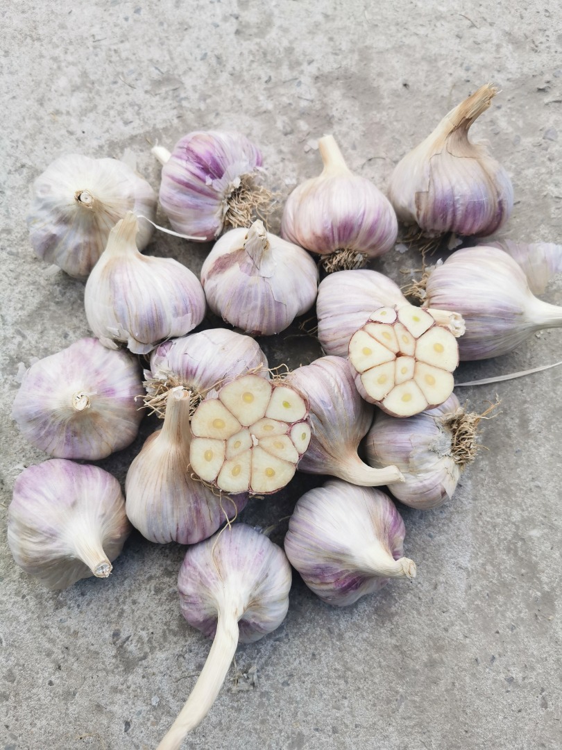 Harnaś garlic for sale
