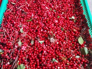 Hello, I am selling wholesale quantities of fresh lingonberries