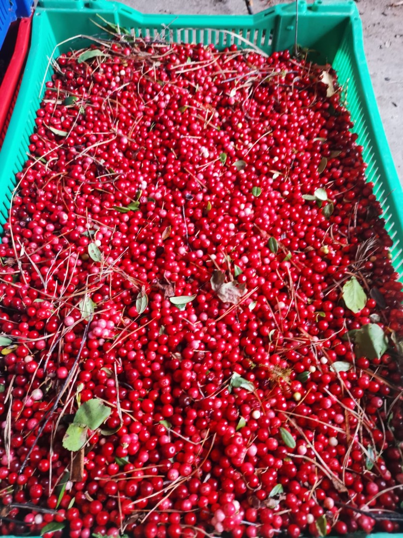 Hello, I am selling wholesale quantities of fresh lingonberries 2euro kg of red