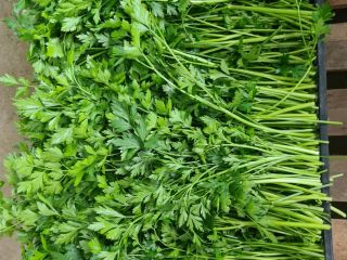 I will sell a beautiful dark green parsley. Wholesale