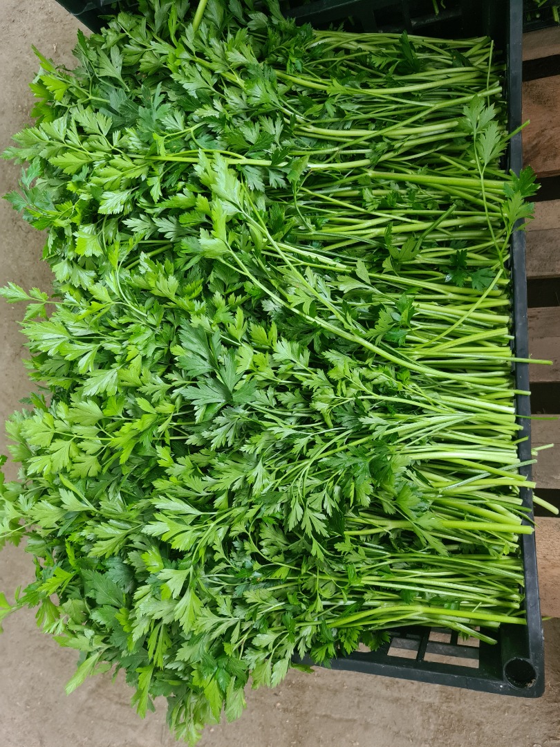 I will sell a beautiful dark green parsley