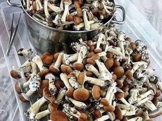 Our best offer for Grade A mushrooms supply on