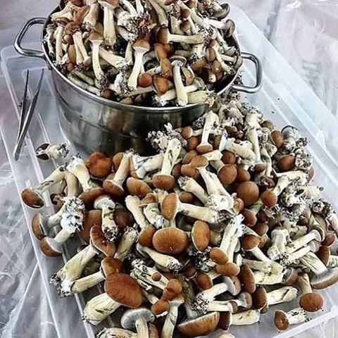Our best offer for Grade A mushrooms supply on regular basis, Below is our quote