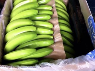Fresh Cavendish Bananas for sale contact us for more