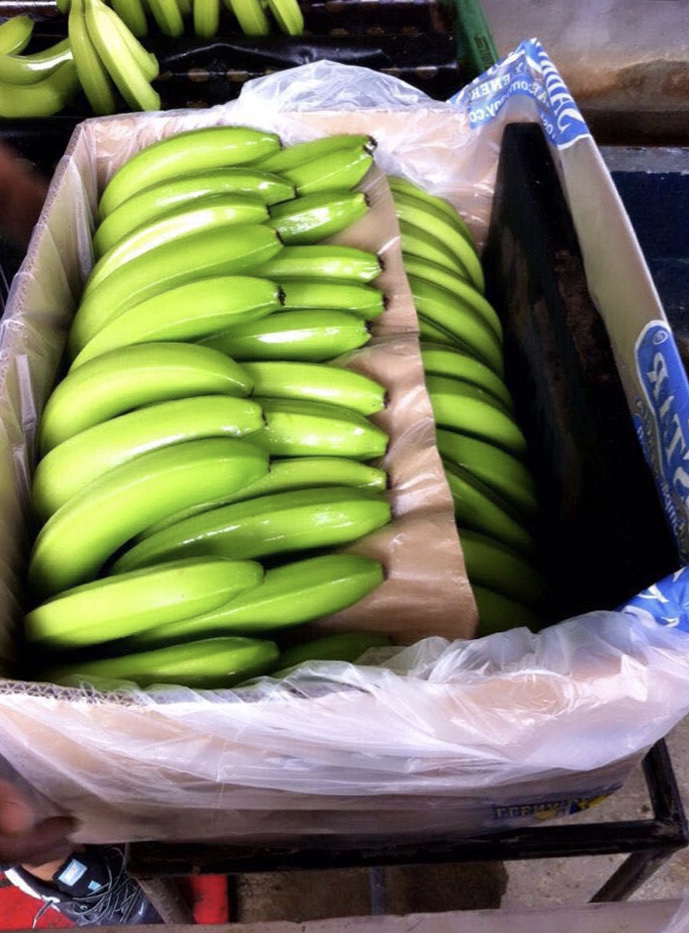 Fresh Cavendish Bananas for sale contact us for more info