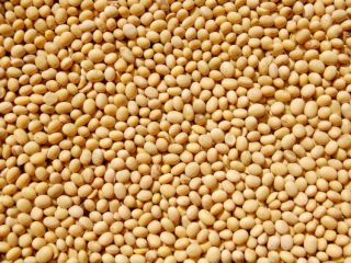 Average price of soybeans from € 408 and above