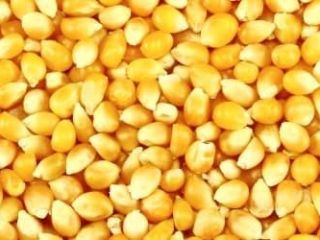 Average price of yellow maize from 157 Euro and