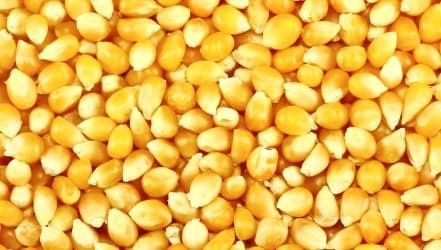 Average price of yellow maize from 157 Euro and more per tonne, delivered separately on FOB terms
