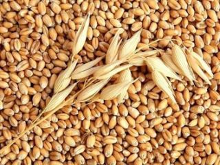 Average price for yellow maize from 233 Euro and