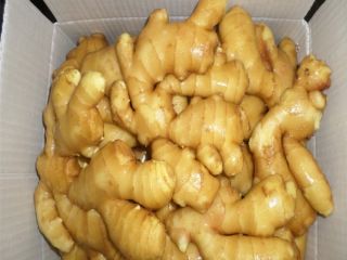Name Ginger Type Fresh ginger,Air dry ginger Supply capacity