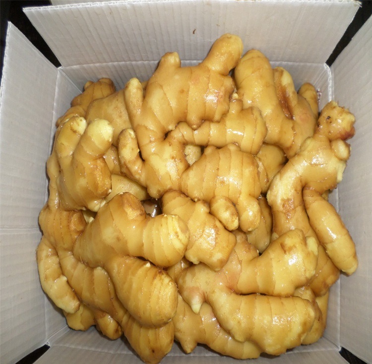 Name Ginger Type Fresh ginger,Air dry ginger Supply capacity 5000 tons Availablity All year Ginger size: 100g,150g,200g,250g,300g Store low degree:12 Color