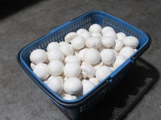 Description Fresh Champignon Mushroom Model Number Champignon Mushroom Specifition