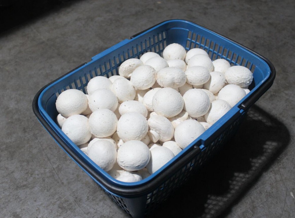 Description Fresh Champignon Mushroom Model Number Champignon Mushroom Specifition 4-6cm Packaging 200g/pack, 6kg/box; or as customers' requirements