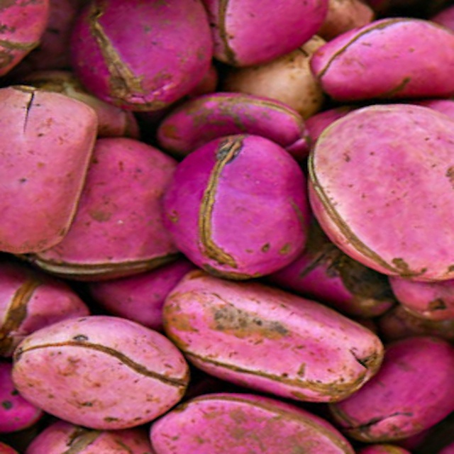 Product Type: Nuts & Kernels Cultivation Type: COMMON Grade: BEST QUALITY Brand Name: KOLANUT Product Name: African Kola Nut Other Name: Oak Nuts Taste: