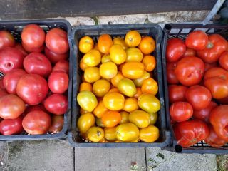 I will sell field tomatoes - round, lima -