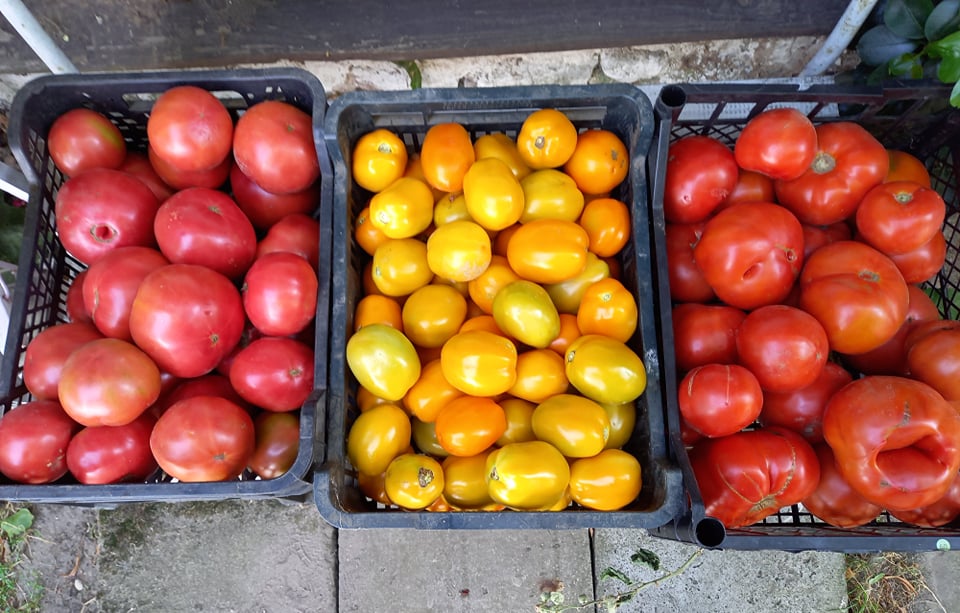 I will sell field tomatoes - round, lima - large quantities and smaller amounts of field tomatoes - raspberry, yellow lime - preferred personal collection