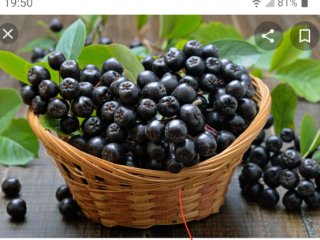 I will sell torn aronia by hand, on request,