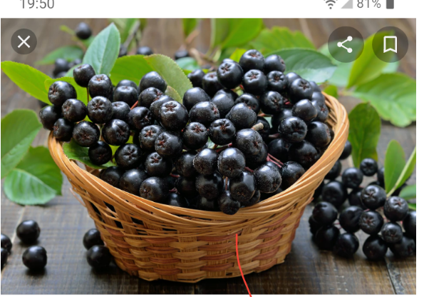 I will sell torn aronia by hand, on request, supply bazaars, delivery price: PLN 4 kg, tear in lubienki, 2.5 kg or plastic, 10 kg
