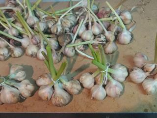 I offer Jarus spring garlic from my organic plantation