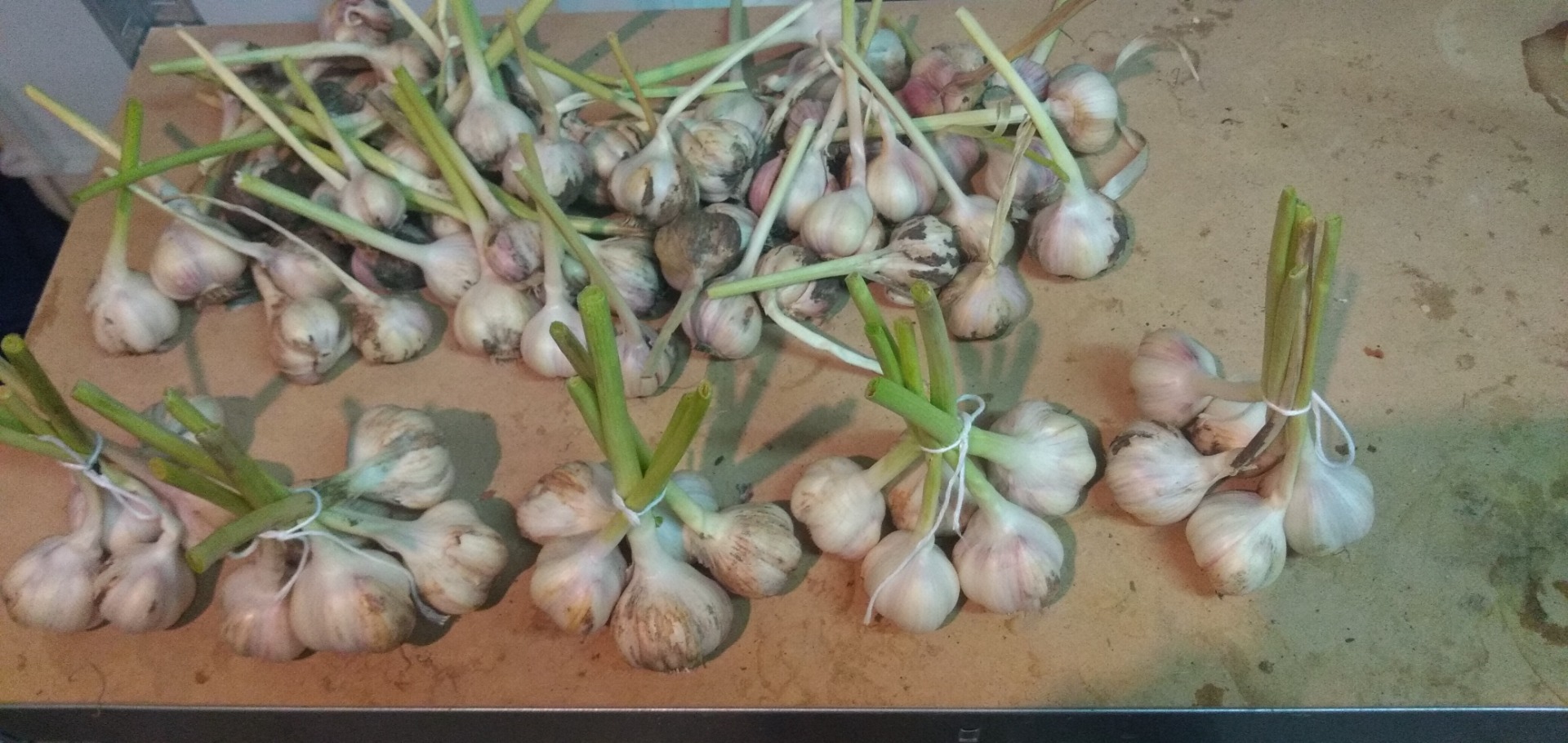 I offer Jarus spring garlic from my organic plantation without artificial fertilizers